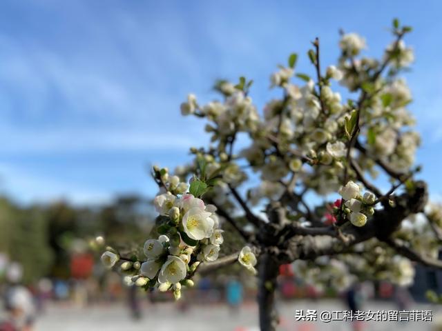 海棠哪个品种最好看，原来海棠有这么多品种