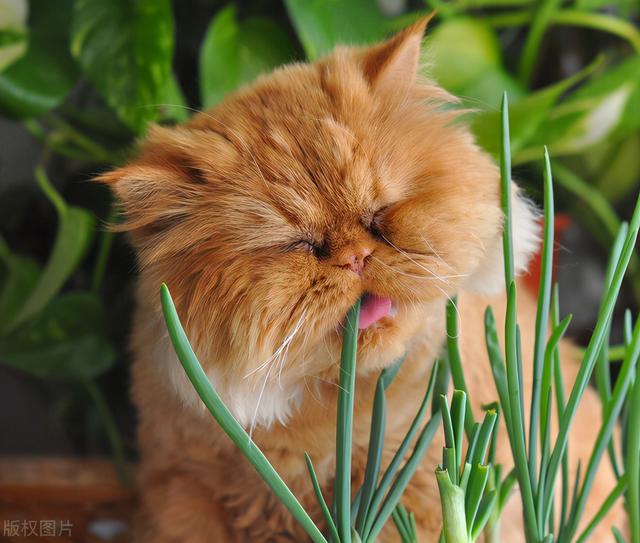 猫咪吃什么东西能危害到生命，别再给猫咪吃这些食物