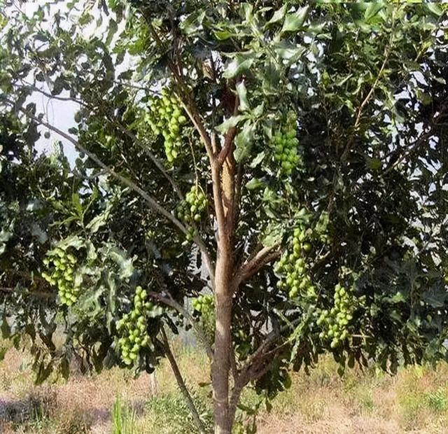 夏威夷果长什么样，原来夏威夷果是长这样的（夏威夷果：“名不副实”的坚果）