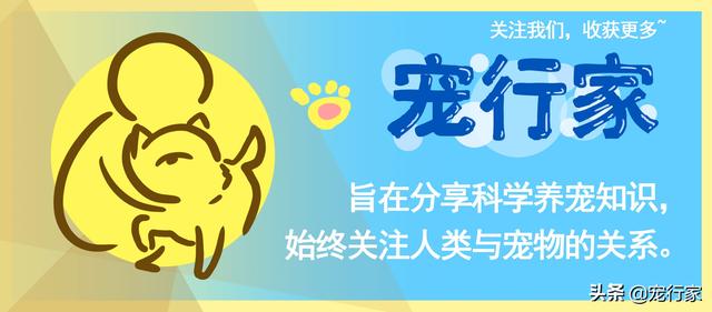 五爪贝饲养最全攻略，五爪贝终于实现人工繁殖啦