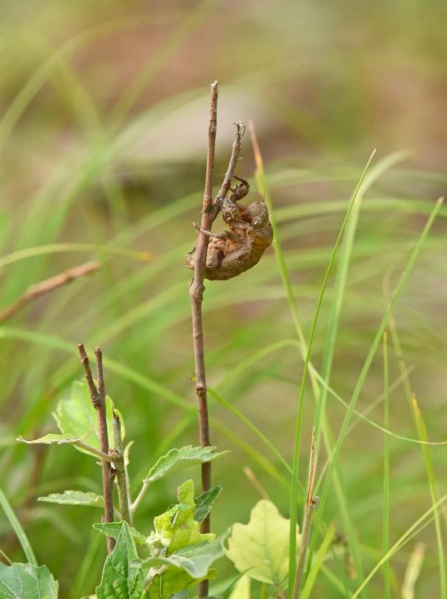 蝉一共有几种种类，青岛当地叫“截流”。主要有三种
