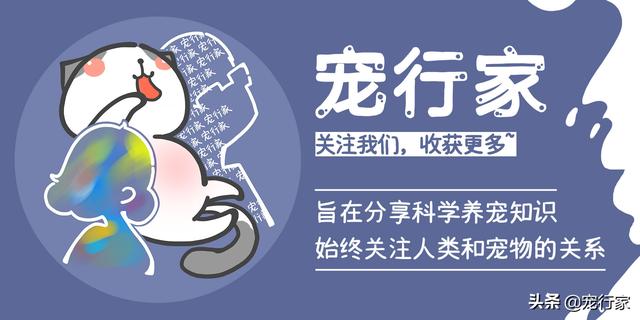 猫如何防止跳蚤，也能给猫咪体外驱虫