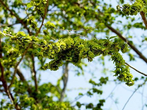 这32种常见可食用的野菜，这6种野菜农村最热门