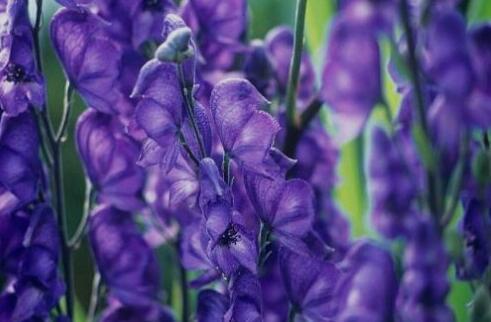 十种剧毒植物，15大剧毒野果盘点