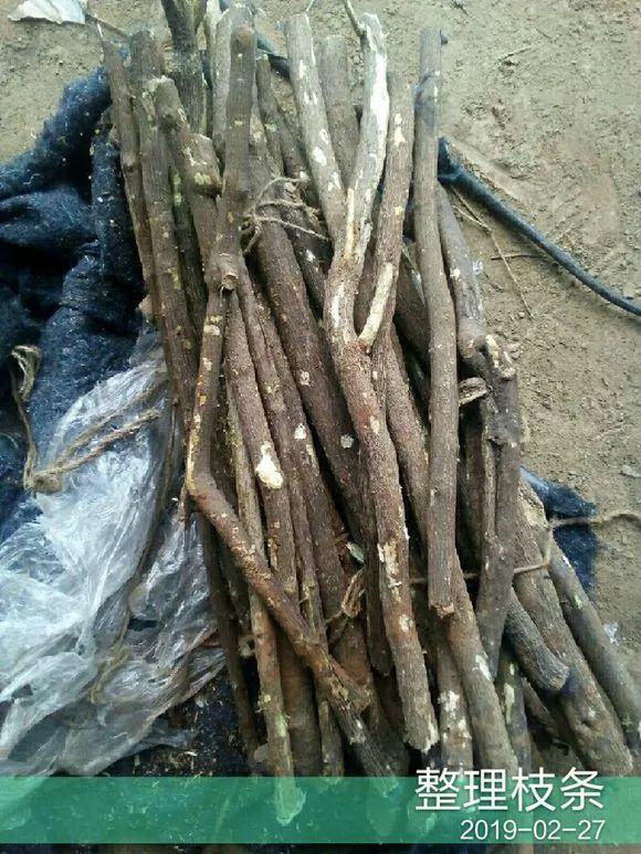 20种常见的扦插方法，扦插有啥难1根吸管