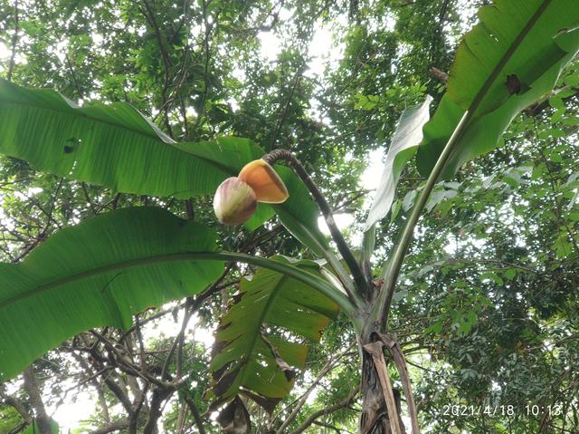 大王山森林公园，东莞大屏嶂森林公园官网