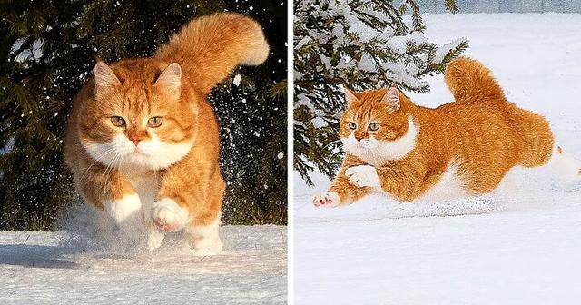 肥胖猫猫图(肥胖猫咪表情包)