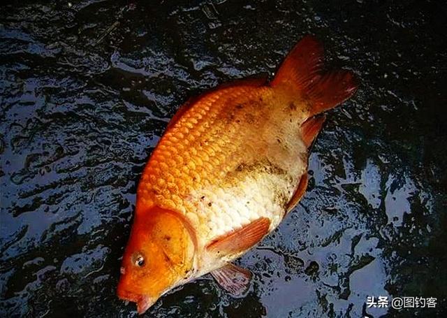 长江名贵鱼前十名，有哪些名贵的淡水鱼（国内最昂贵的10种鱼类）