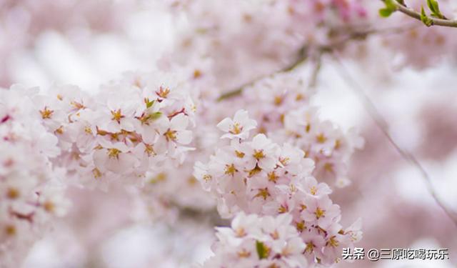 咸阳春天旅游景点大全，一天清明假期，去哪游玩