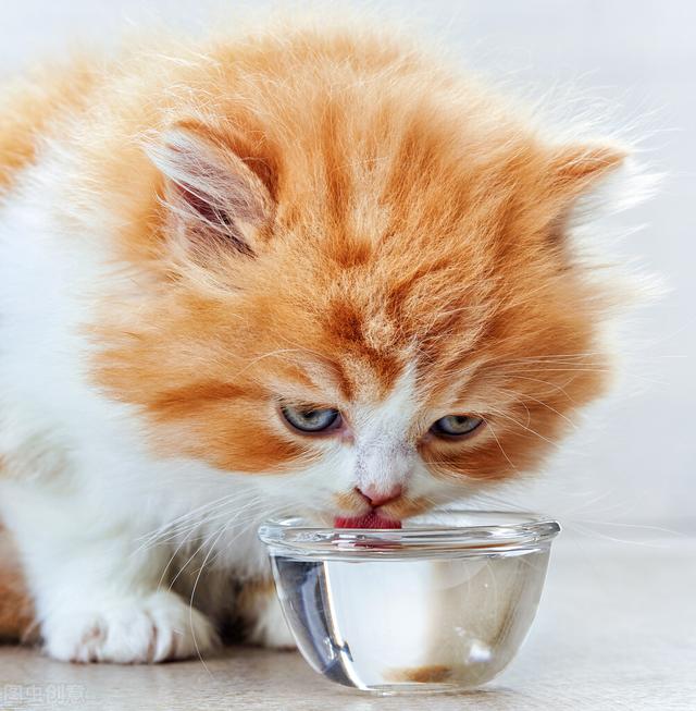 猫喝什么水比较好，猫咪可以喝什么水吗（一天到底需要喝多少水）