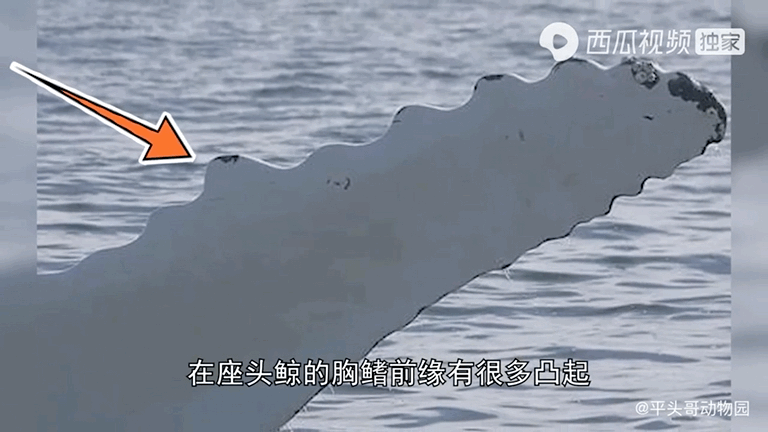 吸血的动物有哪些，最凶狠的十种吸血动物