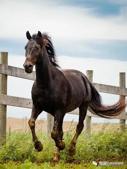 世界十大品种名马，世界上最强的五种马