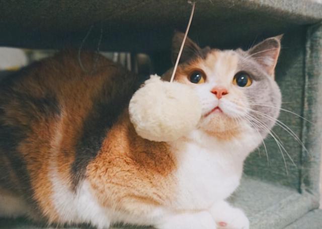 猫咪最长能活多久，，猫猫和人类年龄详细的换算表