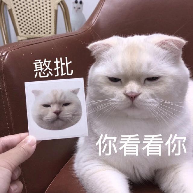 猫咪表情包大全图，可爱的猫咪表情包合集