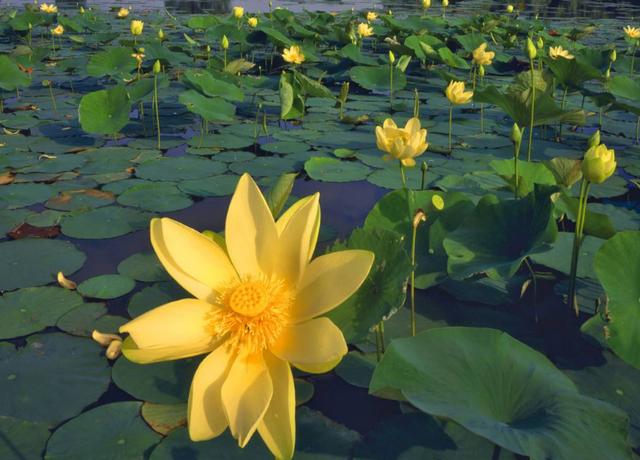 荷花最好看的品种是什么，这花最好看、最好养
