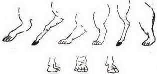 哺乳动物有哪些，世界上哺乳类动物有哪些（哺乳类动物和图片）