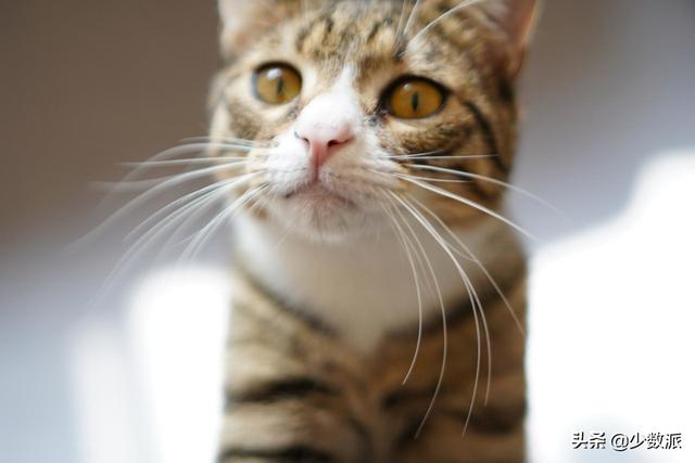 猫走丢了怎么办，猫咪走丢了怎么办快来看看吧