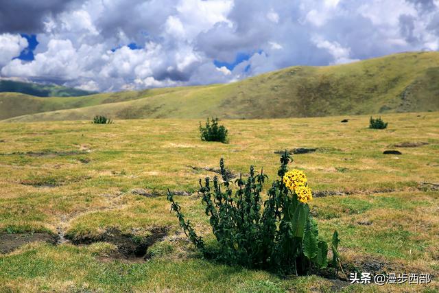 大山里迷人的野花，章丘赵八洞山上的美丽野花