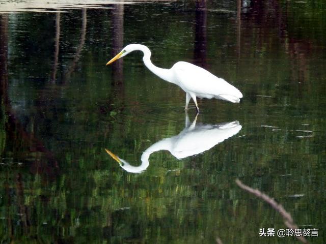 关于白鹭的诗句古诗四句，漠漠阴阴两组叠字好在哪里