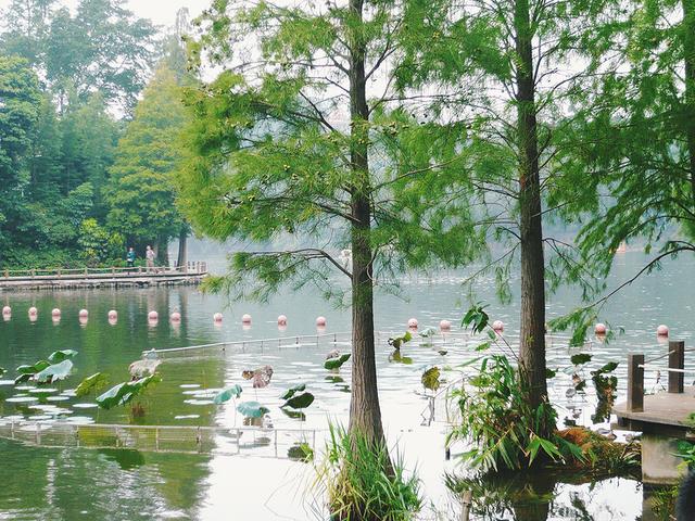 深圳市仙湖植物园，深圳仙湖植物园适合夏天逛吗（深圳仙湖植物园现场实拍图来了）