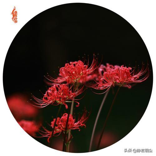 30种简单花草，几种优雅的的花草