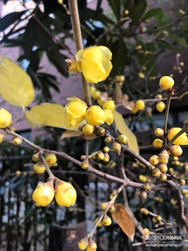 蜡梅与腊梅的区别，蜡梅是梅花吗究竟是（腊梅花与蜡梅有什么区别）