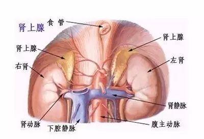 什么病皮肤上长红斑，怕是被牛皮癣“盯”上了