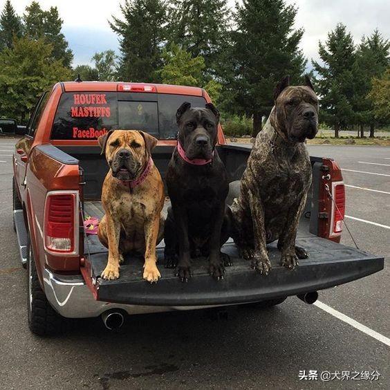 十大最凶悍猛犬，猛犬中的4大暴君