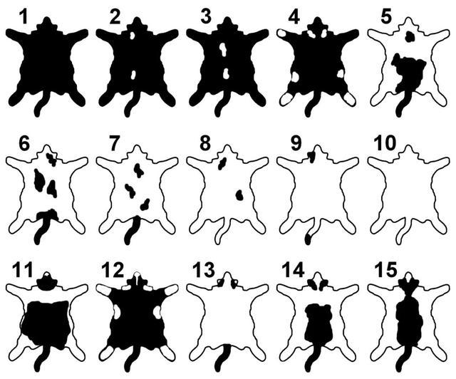 奶牛猫是什么品种，黑白猫跟奶牛猫怎么区分（都说别养奶牛猫）