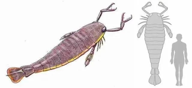 世界有史以来最大的11种动物，世界上最大的13种动物