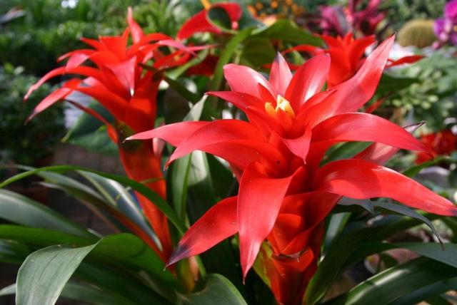 耐阴最好养的花卉，这30种耐阴花