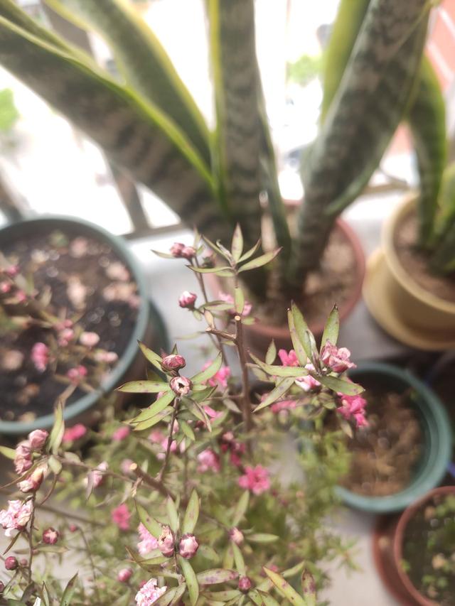 松红梅怎么养才开花，冬天养花赏花就种植松红梅