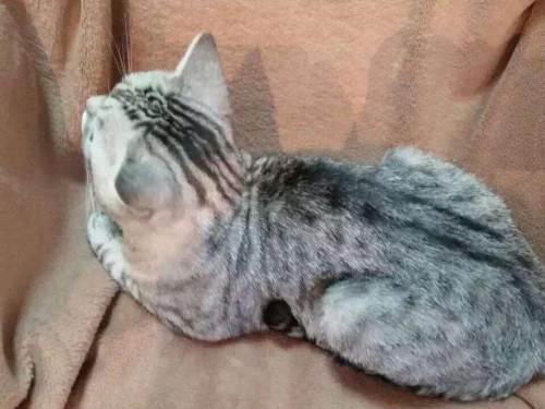 美短虎斑加白小时候，宠物知识银色标斑