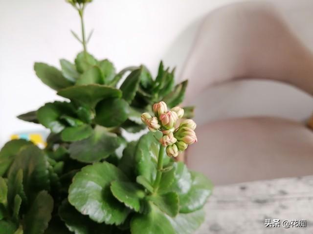 长寿花怎么养能花开爆盆，长寿花纯水养注意这5点