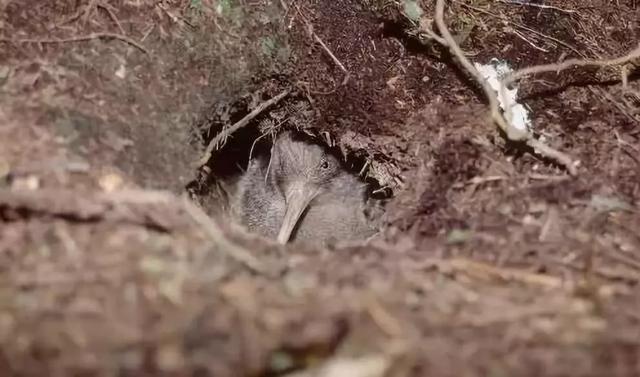 什么鸟没有翅膀，世界上有一种没有翅膀的鸟（却没有翅膀和尾巴）