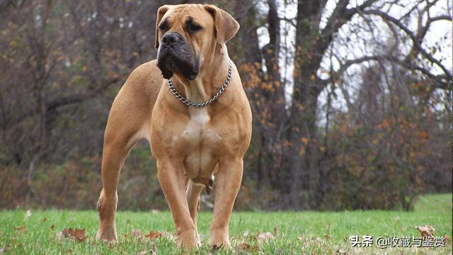 世界上最凶猛的犬，世界最凶猛十大犬种