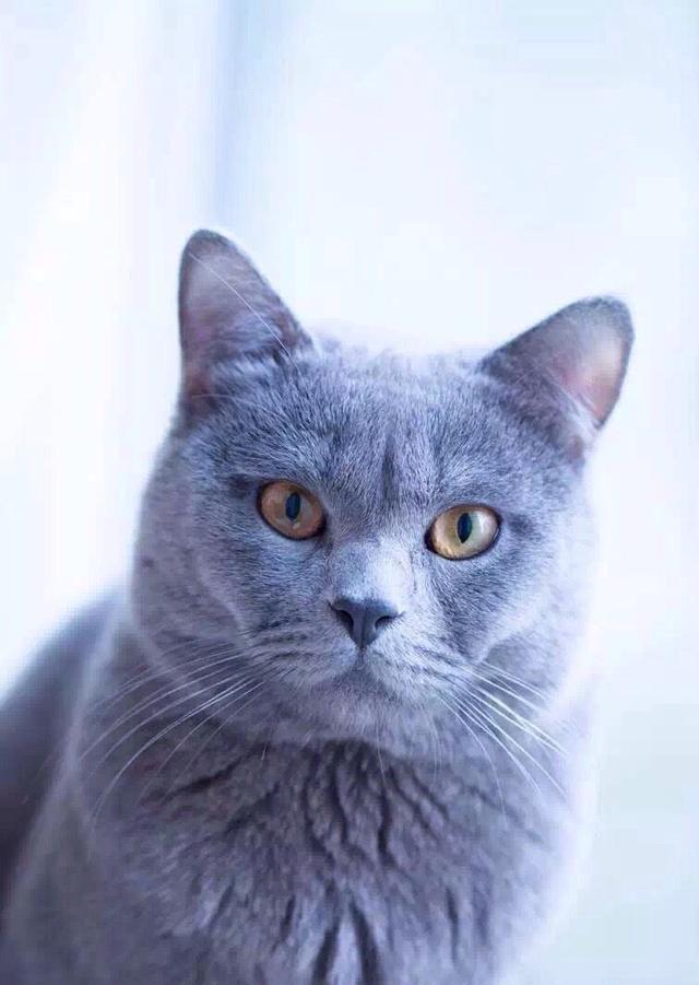 蓝猫和英短蓝猫是一个品种吗，蓝猫就是英国短毛猫吗