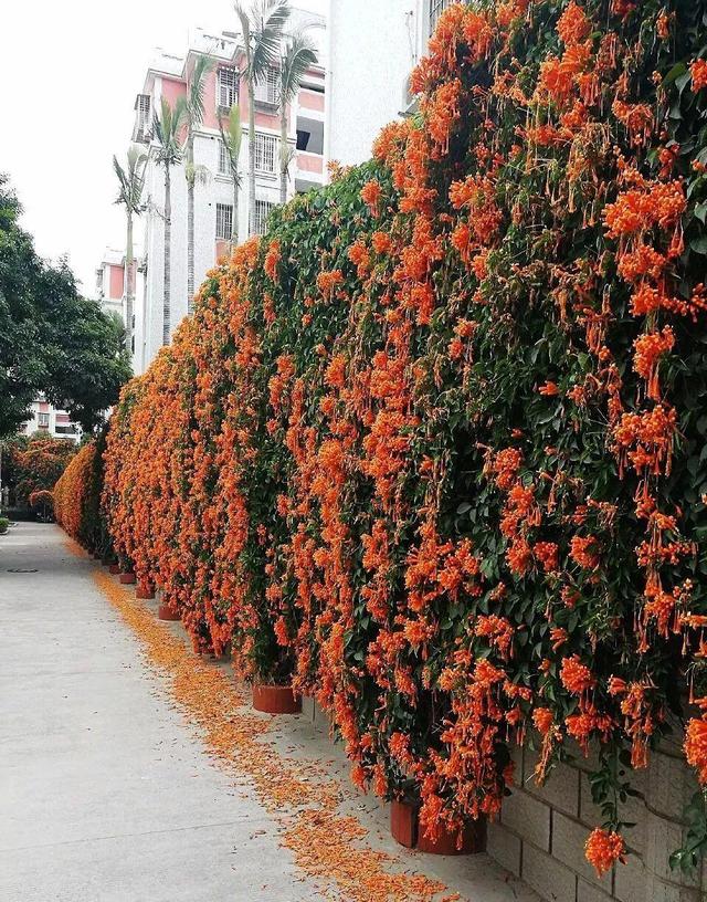 庭院中种什么爬藤花，院子里如果想搭设花廊架
