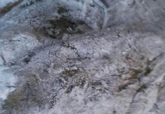 田艾籺的产地在哪里，家乡田艾籺江南青团子