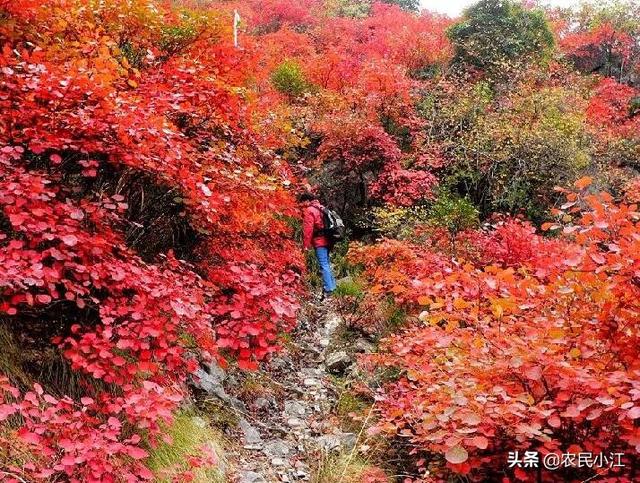 寒露节气全知识，寒露节气的由来和习俗