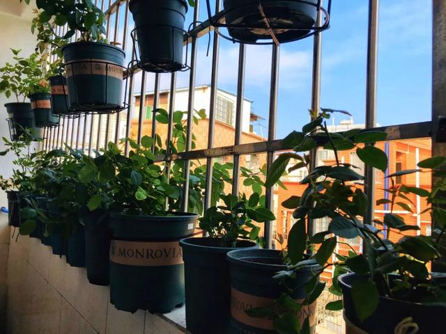 哪个品种的月季花开得大，为什么南方地区一些月季品种不爱开花