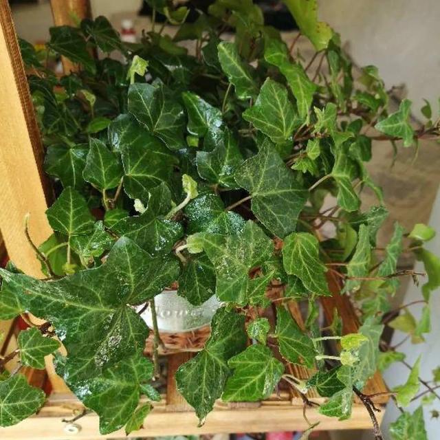 观叶植物的室内摆放，家里盆栽摆放有讲究