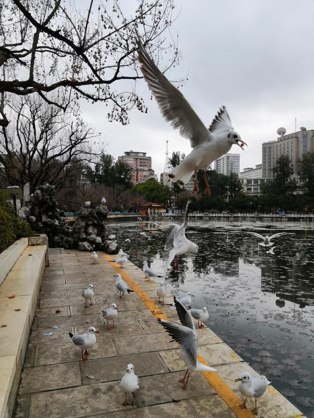 昆明海鸥最佳观赏地，去海埂大坝看海鸥前