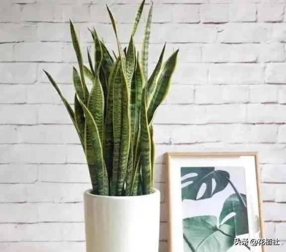 适合家里养的绿植，最好养的家中绿植（6种旺家的绿植优选）