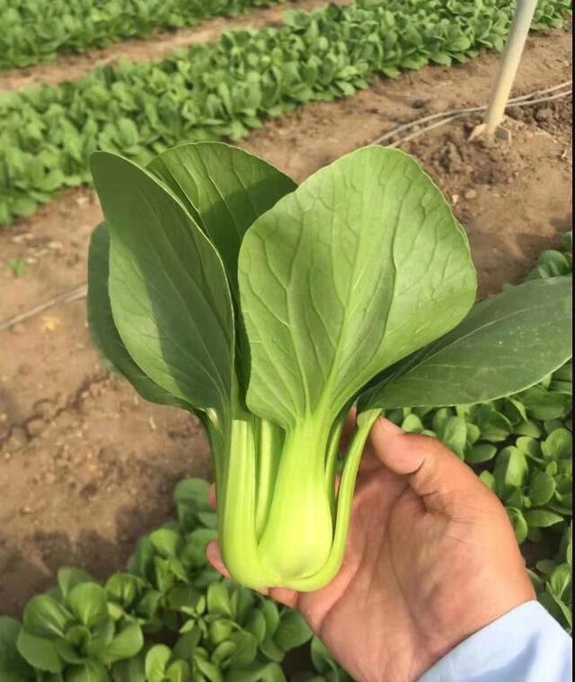 你还知道哪些好的青菜品种，这些蔬菜新品种助力农业提质增效