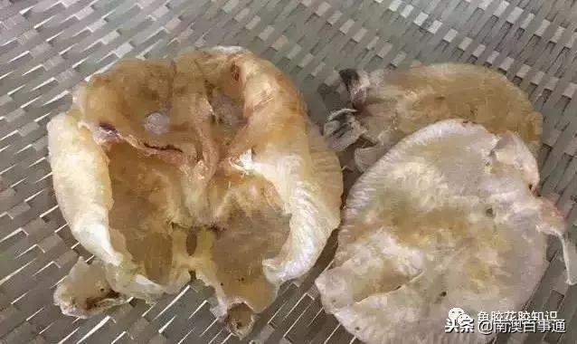 鱼胶哪种品种好，涨知识鱼胶种类大全