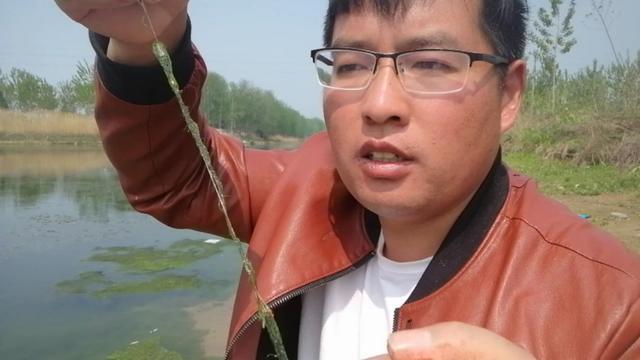 青苔钓鱼方法与技巧，水底青苔多钓鱼总没口