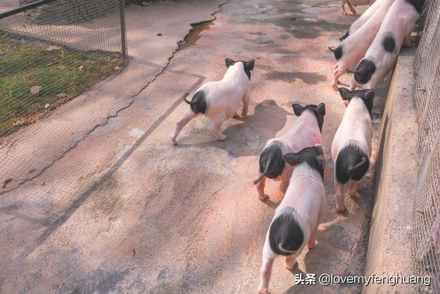 安吉旅游必去的景点，安吉旅游攻略必去景点推荐