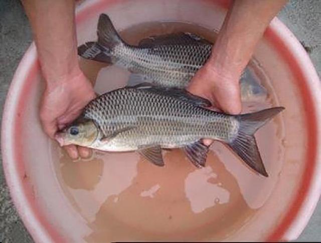 正宗重庆风鱼做法，此鱼鲜香微辣肉质绵软