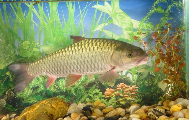 最常见的淡水鱼都有哪种，最常见的淡水鱼